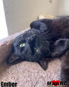 adoptable Cat in  named Ember