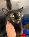 adoptable Cat in  named Berny