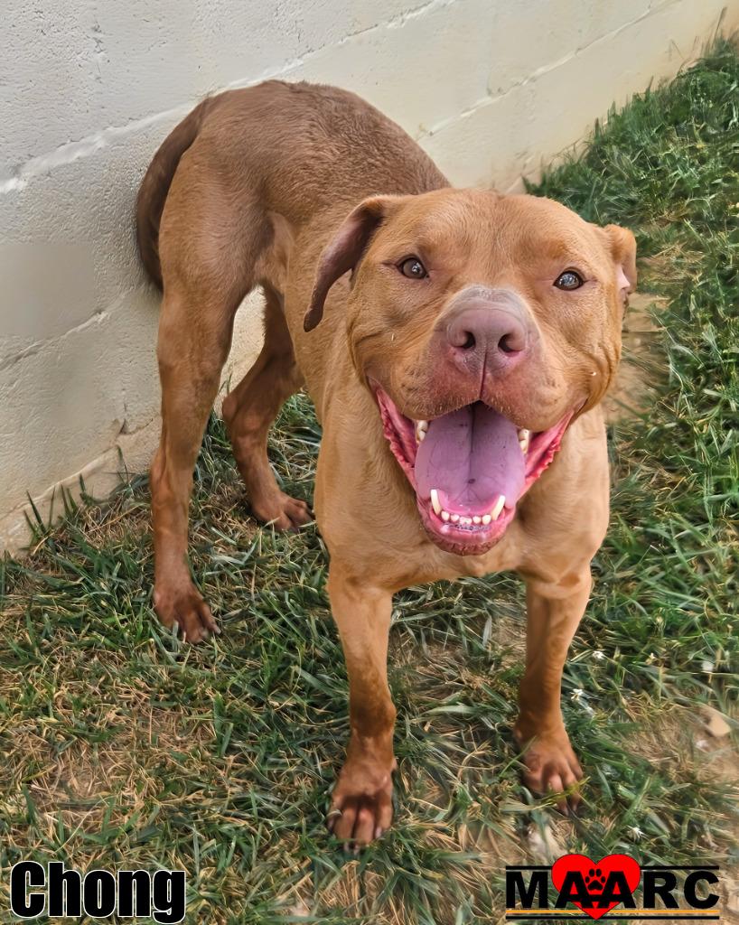 adoptable Dog in Maryville, TN named Chong