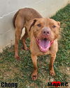 adoptable Dog in  named Chong