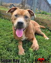 adoptable Dog in  named Sugar Ray
