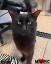 adoptable Cat in  named Astor