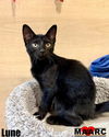 adoptable Cat in , TN named Lune