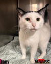adoptable Cat in , TN named Zoey