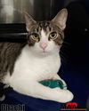 adoptable Cat in ,  named Chachi