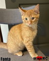 adoptable Cat in  named Fanta
