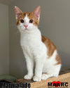 adoptable Cat in  named Marmalade