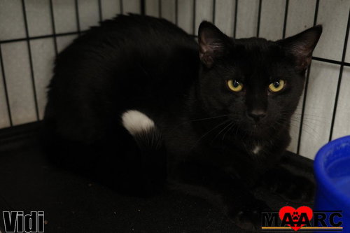 picture of the cat needing adoption