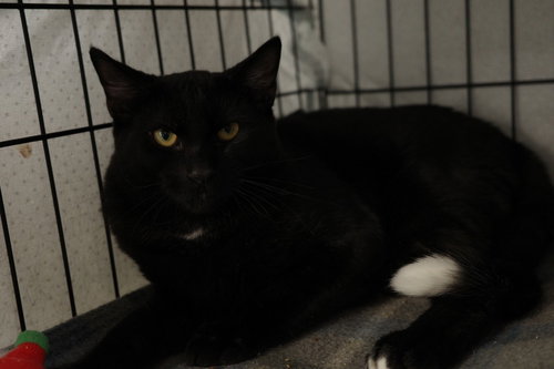 VIDI - Domestic Short Hair available for adoption
