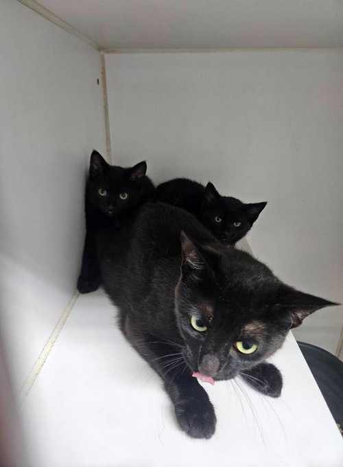 VENI - Domestic Short Hair available for adoption