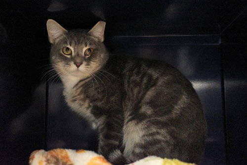 picture of the cat needing adoption