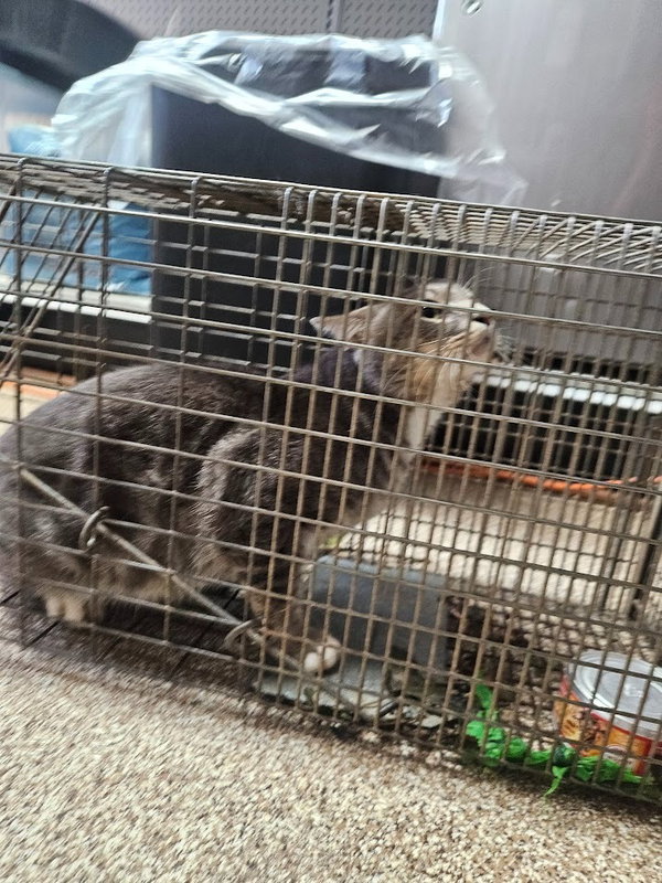 Raccoon