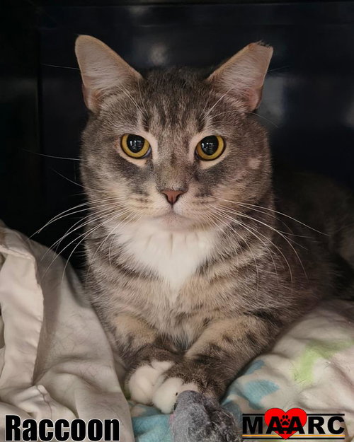 RACCOON - Domestic Short Hair available for adoption