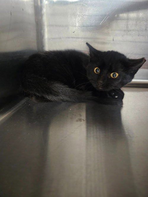 picture of the cat needing adoption