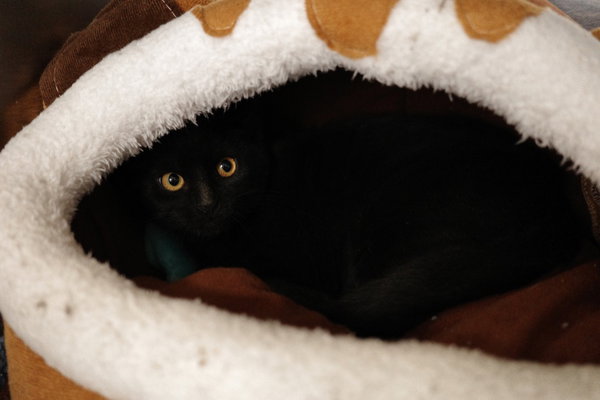 KiKi