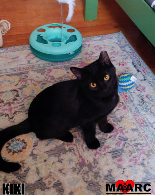KIKI - Domestic Short Hair available for adoption