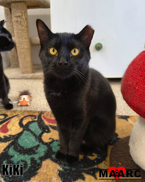 KIKI - Domestic Short Hair available for adoption