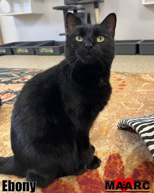 EBONY - Domestic Short Hair available for adoption