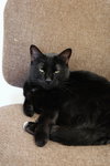 Ebony - Photo 2