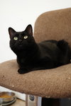 Ebony - Photo 3