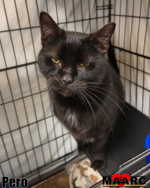 picture of the cat needing adoption