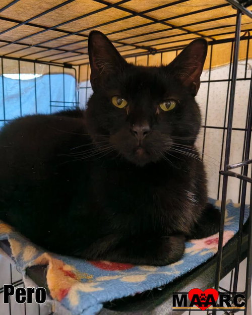 Pero, an adoptable Domestic Short Hair in Maryville, TN