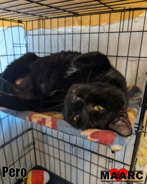 PERO - Domestic Short Hair available for adoption