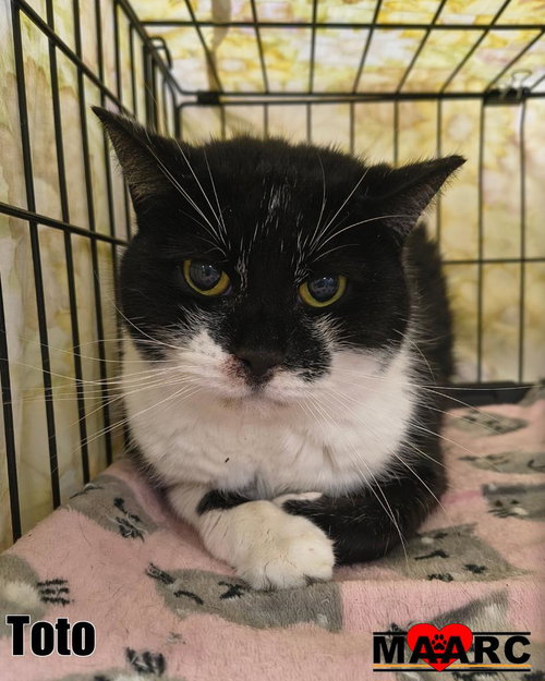 Toto, an adoptable Domestic Short Hair in Maryville, TN