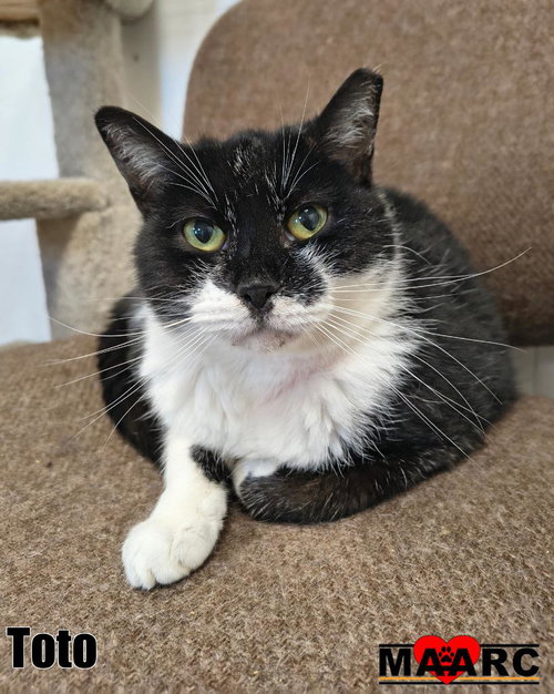picture of the cat needing adoption
