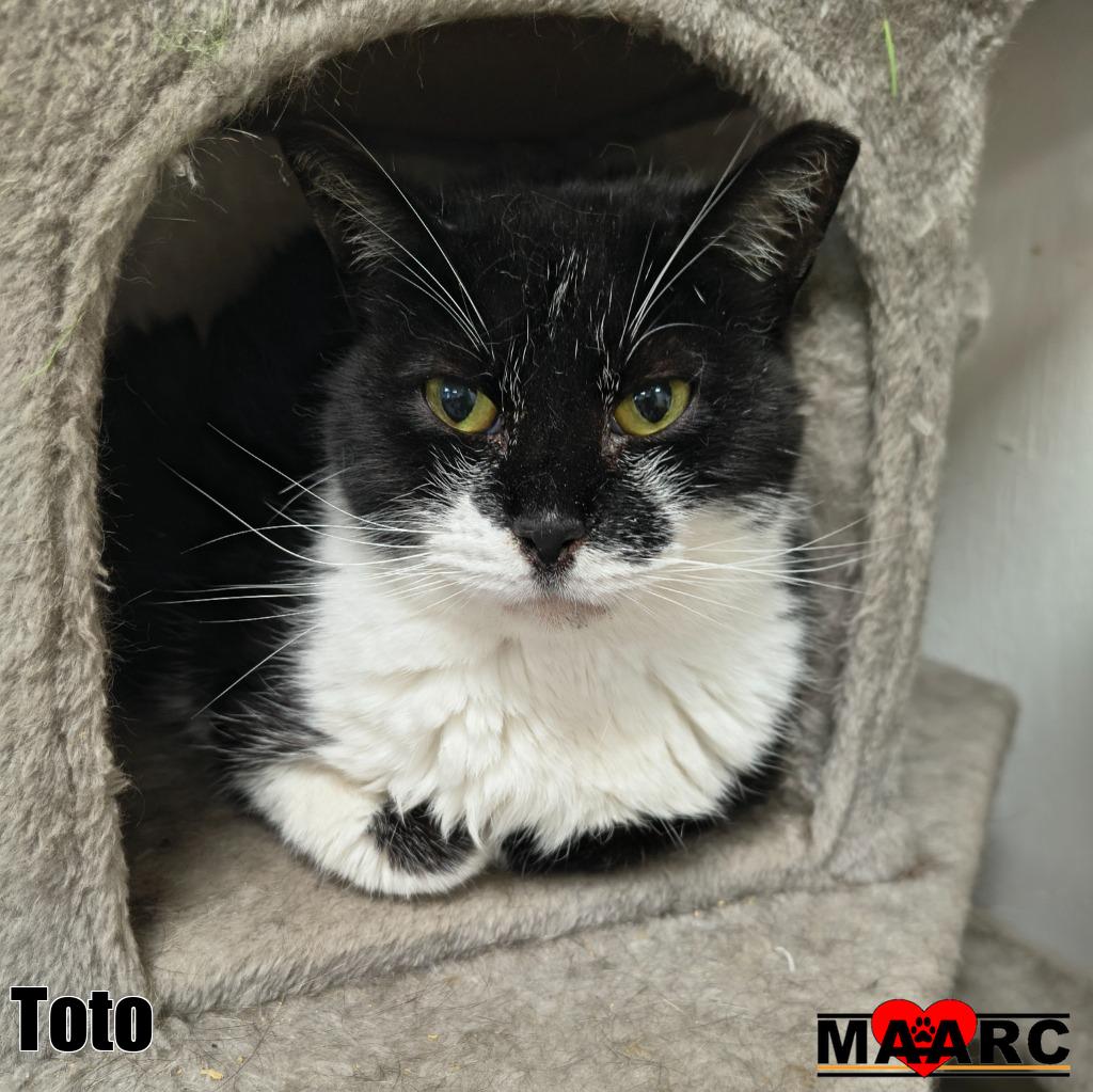 Toto, photo 2
