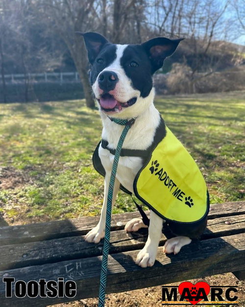 TOOTSIE - McNab / Terrier for adoption in Knoxville