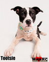 Tootsie - Photo 2