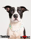 Tootsie - Photo 3