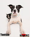Tootsie - Photo 4