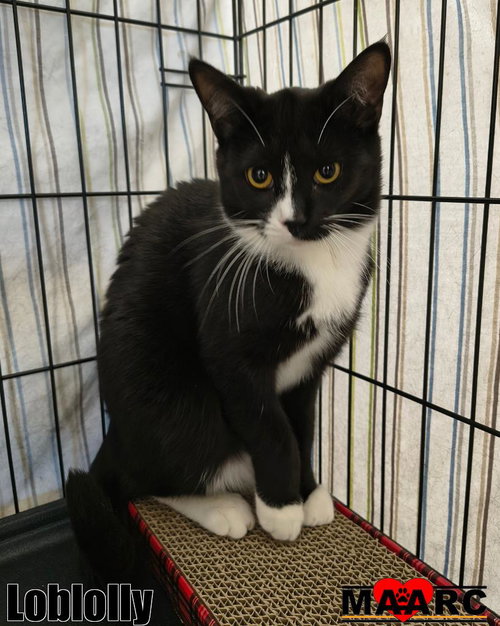 picture of the cat needing adoption