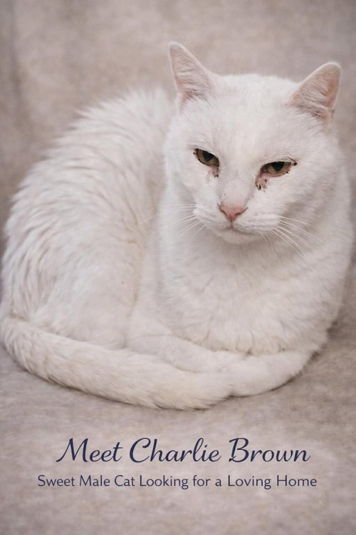 picture of the cat needing adoption