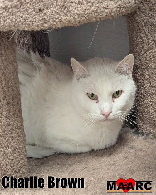 picture of the cat needing adoption