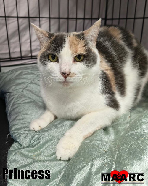 Princess, an adoptable Domestic Short Hair in Maryville, TN