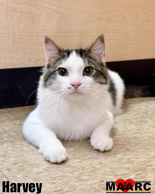 picture of the cat needing adoption