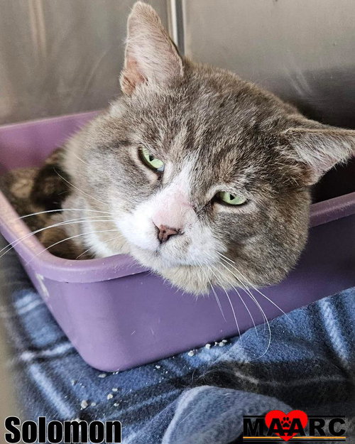 picture of the cat needing adoption