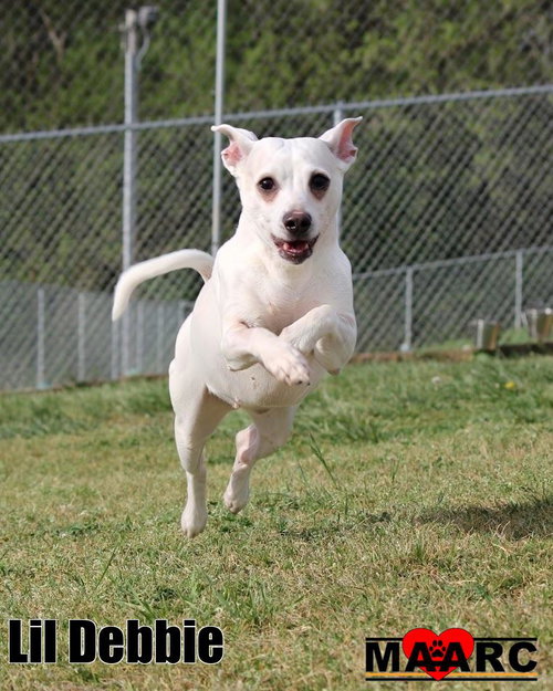picture of the dog needing adoption
