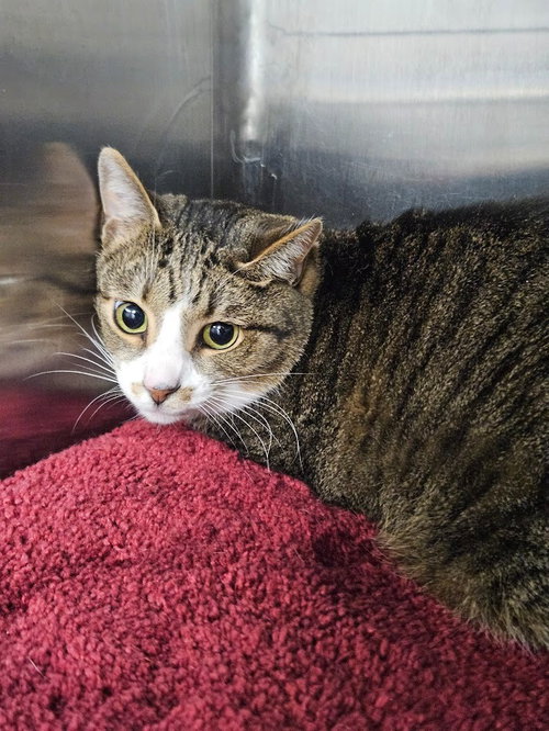 picture of the cat needing adoption