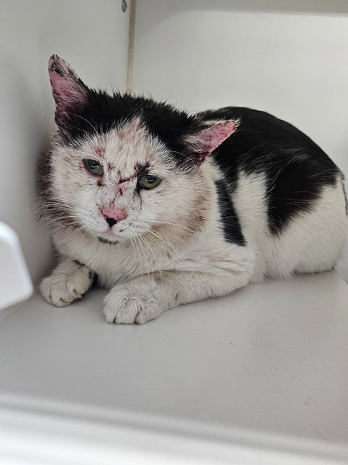Al Pacino, an adoptable Domestic Short Hair in Maryville, TN
