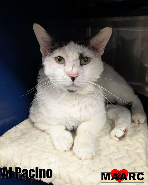 picture of the cat needing adoption