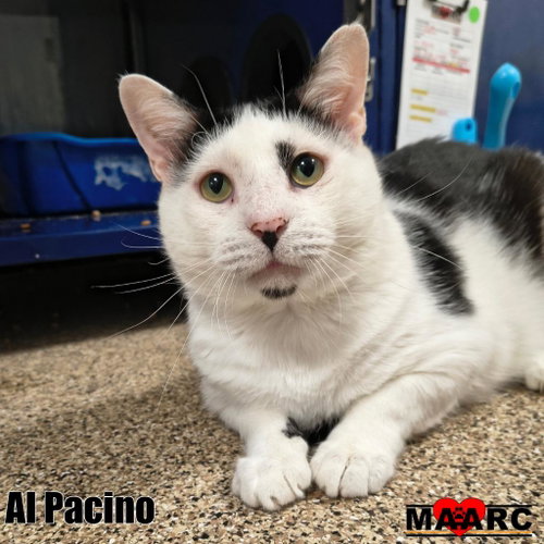 Al Pacino, a cat for adoption from Maryville Alcoa Animal Rescue Center