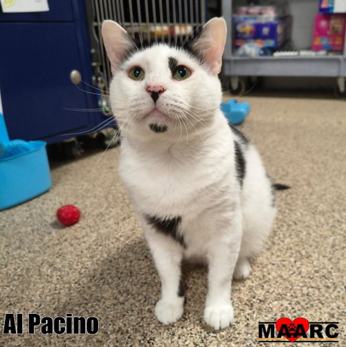 Photo 2 of Al Pacino