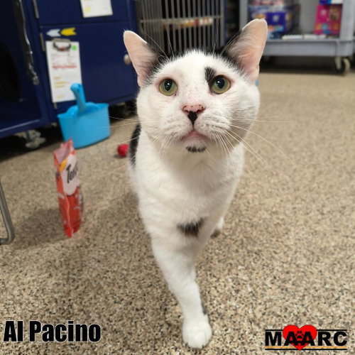 Photo 3 of Al Pacino