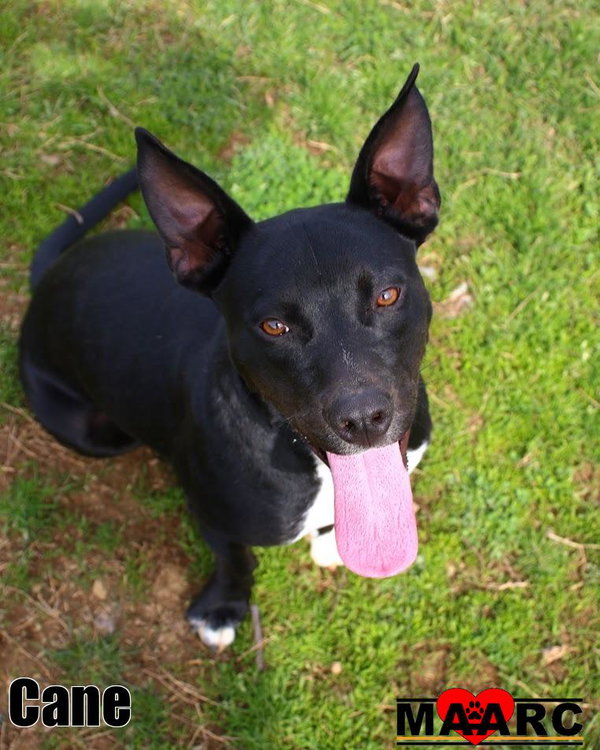 Cane