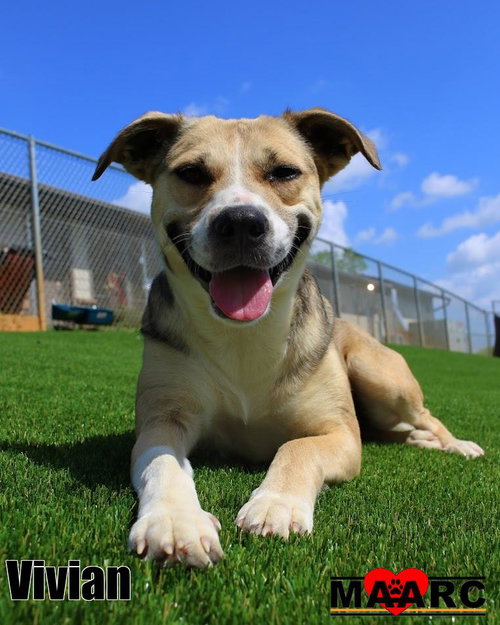 VIVIAN - Black Mouth Cur / Shepherd for adoption in Knoxville