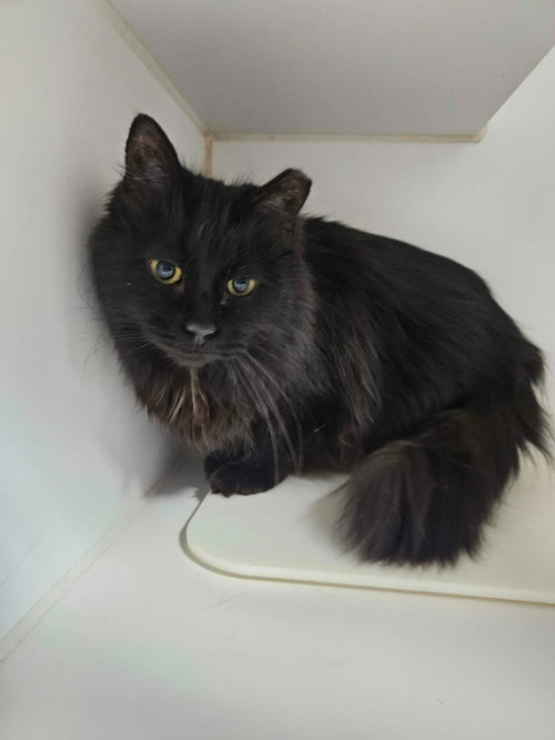 Miko, an adoptable Domestic Long Hair in Maryville, TN